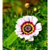 Seeds Multicolor Painted Daisy 100+ Seeds for Planting Chrysanthemum Rainbow