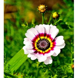 Seeds Multicolor Painted Daisy 100+ Seeds for Planting Chrysanthemum Rainbow Mix Annual