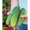 Burpee 'Straight Eight' Slicing Cucumber Seeds, 200 Non-GMO seeds, Heirloom
