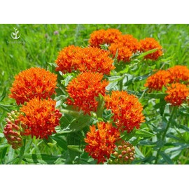 Orange Butterfly Milkweed Flower Seeds (Asclepias Tuberosa), Pack of 100 Seeds by Seeds2Go