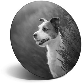 Destination Vinyl ltd Magnet for Refrigerator, Fridge BW - Cute Jack Russell Dog Puppy for Office, Cabinet and Whiteboard, Magnetic Stickers, 36818