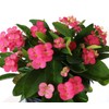American Plant Exchange Live Crown of Thorns 'Pink' – 6-Inch