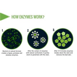 GreenFist Pet Stain & Odor Remover Magic Fast Acting Carpet Spot Cleaner Enzyme Powered Formula Cats,Dogs, Small Animal Urine, 32 oz Spray (2 Pack w/Sponge)