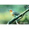 Erdtmanns Fenstervogelhaus aus Acrylglas, 1er Pack (1 x 273 g)