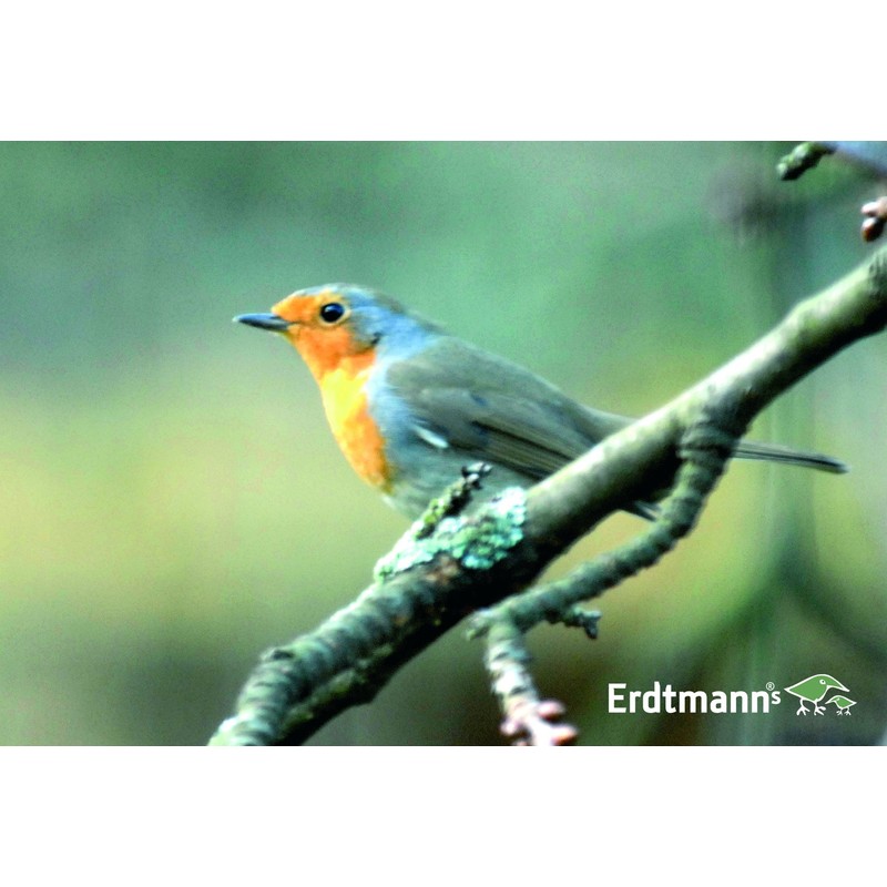 Erdtmanns Fenstervogelhaus aus Acrylglas, 1er Pack (1 x 273 g)