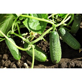 Pioneer Cucumber Seeds for Planting, 150 Heirloom Seeds Per Packet, (Isla's Garden Seeds), Non GMO Seeds, Botanical Name: Cucumis sativus, Packaged for 2024 Growing Season