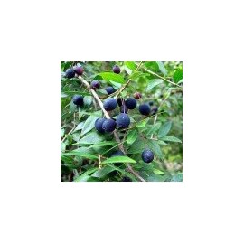 Cranberry Lane Myrtle 100% Pure Essential Oil 50ml