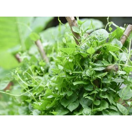50+Green Malabar Spinach seeds MongToi Mu er cai Ceylon spinach Vine Spinach USA