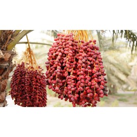 Pitted Dates California Grown (5)