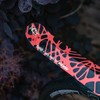 Ass Savers – Win Wing 2 Road - Squid, Rear