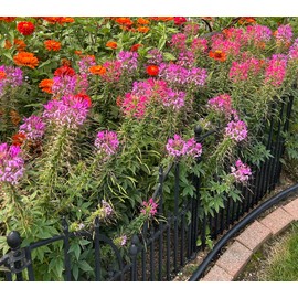 Mother Nature's Seeds Cleome MAUVE QUEEN Spider Plant FALL PLANTING Pollinators USA Non-GMO 200 Seeds
