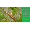 10 Suppositories with Propolis Extract, Oily Extract of Pine Resin
