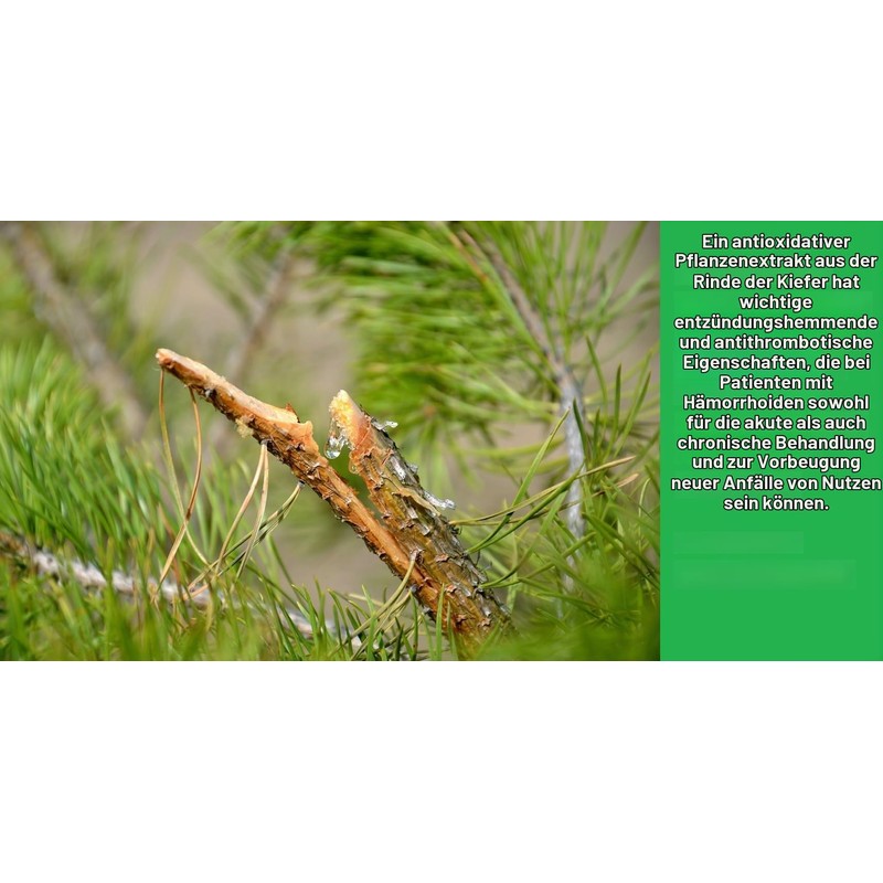 10 Suppositories with Propolis Extract, Oily Extract of Pine Resin