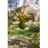 SuperMoss (29348) Kokedama Planter, 6", Fresh Green