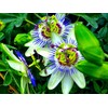 Unique Exotic Passion Flower Passionflower 10 Seeds for Planting Non-GMO