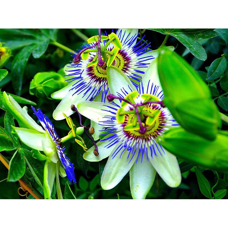 Unique Exotic Passion Flower Passionflower 10 Seeds for Planting Non-GMO