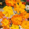 Outsidepride 2000 Seeds Annual Cosmos Sulphureus Bright Lights Yellow Cut