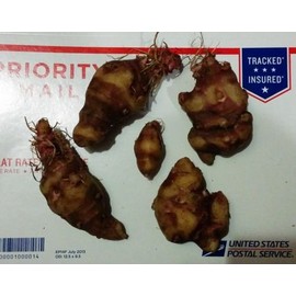 1 tuber Jerusalem Artichoke - Beaver Valley Purple Variety - Organic Sunroot Sunchoke