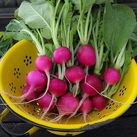 Organic Purple Plum Radish Seeds - 5 g ~470 Seeds - Non-GMO, Open Pollinated, Heirloom, Vegetable Gardening Seeds