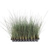 Blue Arrows Rush Grass - Juncus Inflexus - 3 Live