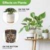 Pulovin 10 lbs Pebbles for Indoor Plants, Succulent, Bamboo, Vase,