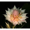 Protea Serruria florida seeds (Blushing Bride) RARE high quality source