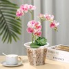 RAOOKIF 4 5 6 7 Inch Clear Orchid Pots, 8