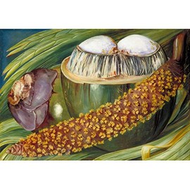 Male Inflorescence and Ripe Nuts of The Coco de Mer, Seychelles by Marianne North