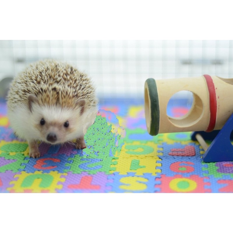Small EVA Foam Puzzle Floor Play Mat Pets Feeding Box