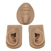 3D Nose and Mouth Model Silicone Ear Model Simulation Display