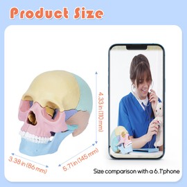 awagas New Human Anatomy Skull Model, 17 Part Puzzle of Skull and 10 Knowledge Flash Cards Detachable Palm Sized Mini Human Medical Skull Model for Medical Science Education Study Teaching