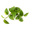 Altman Plants Golden Pothos Plant Live House Plant Live Plants,