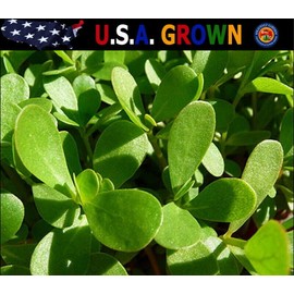 The Gardening World 5000 GREEN PURSLANE SEEDS Herb Portulaca Oleracea - Non-GMO - Always Fresh Seeds