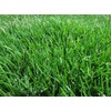 KVITER 1/8 Lb Zenith Zoysia Grass Seed (Zoysia Japonica) –