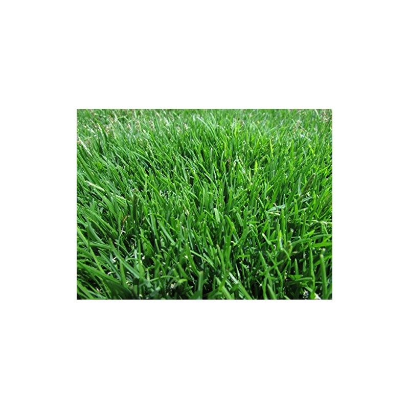 KVITER 1/8 Lb Zenith Zoysia Grass Seed (Zoysia Japonica) –