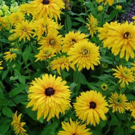 Rudbeckia Double Gloriosa 1 Gram ~1,500 Seeds – 130+ Days – AAS Winner 1961 – Heirloom Non-GMO Black Eyed Susan Flowers – Golden Yellow Double Blooms – Perennial Cut Flower – Garden, Beds & Borders