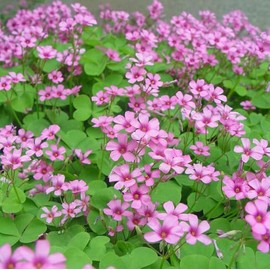 Medium Red Clover Cover Crop Seeds for Planting Plant 200 Seeds