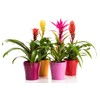 Gardenera Bromeliad Potting Mix - Provide Your Plants with The