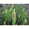 Palm Beach Medicinal Herbs - Yellow Lavender (Lavandula Viridis) -
