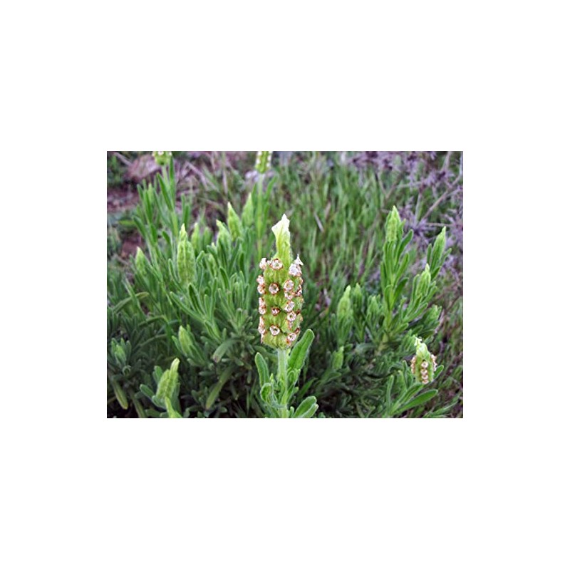 Palm Beach Medicinal Herbs - Yellow Lavender (Lavandula Viridis) -