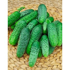 Seeds4planting - Seeds Self-Pollinated Cucumber Be st Seller F1 35 Days for Pickling Indoor Non GMO Hybrid