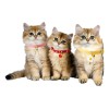 Set 3 Collares P/gato, Cascabel Y Dije Acero Estilo Japones