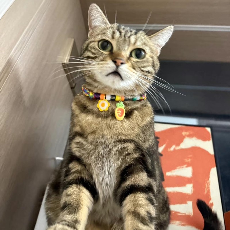 Hjvvr Cat Collar With Bell,Breakaway Pet Collar,Yellow Theme Carrot Collar