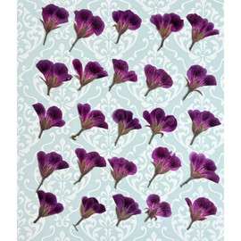 Compact Pressed Flowers Pelargo, 25 Pieces, Small Size, Extra Large