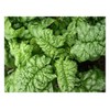 Premier Seeds Direct SPINACH - BLOOMSDALE LONG STANDING - 400