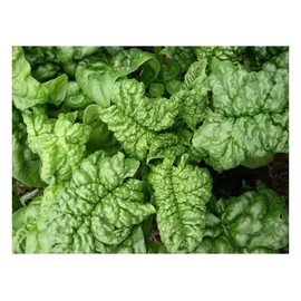 Premier Seeds Direct SPINACH - BLOOMSDALE LONG STANDING - 400 SEEDS - ORGANIC