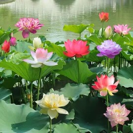 12pcs Bowl Lotus Seeds for Planting - Bonsai Lotus Seeds, Water Lily Flower, Aquatic Plants, Ideal for Ponds, Non-GMO Home Garden Plant Seeds, Flowering Aquatic Bonsai