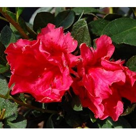 Red Ruffle Azalea - Live Plant - Full Gallon Pot