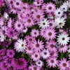 Eden Brothers Cape Daisy Seeds - Ballade Mix