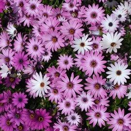 Eden Brothers Cape Daisy Seeds - Ballade Mix